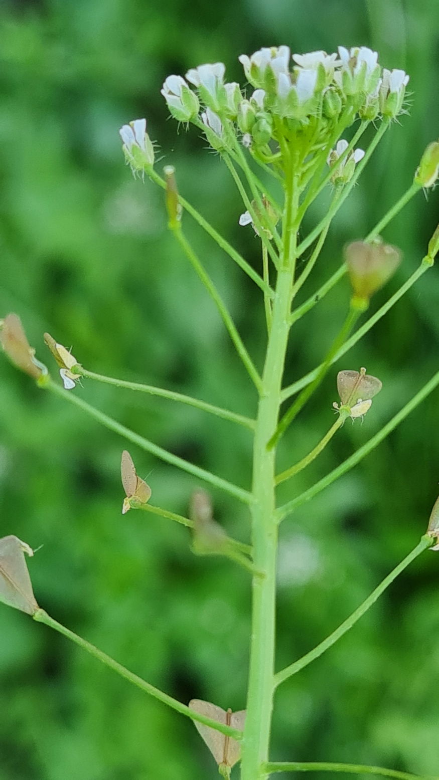 pasztortaska ha megrazod 08