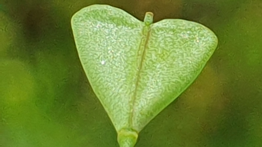 pasztortaska ha megrazod 09