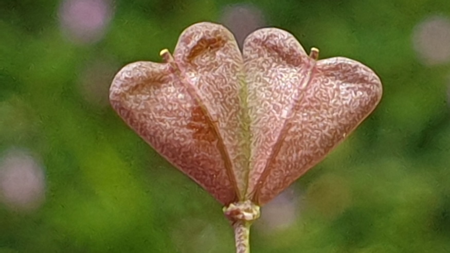 pasztortaska ha megrazod 10