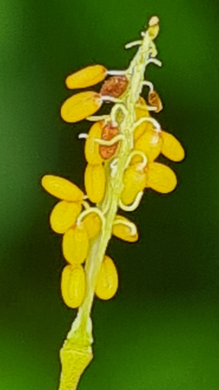 pasztortaska ha megrazod 12