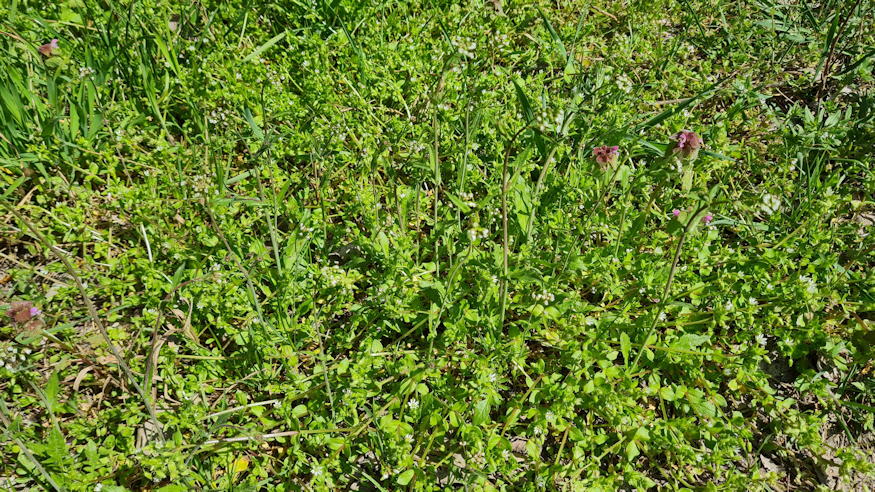 pasztortaska ha megrazod 13