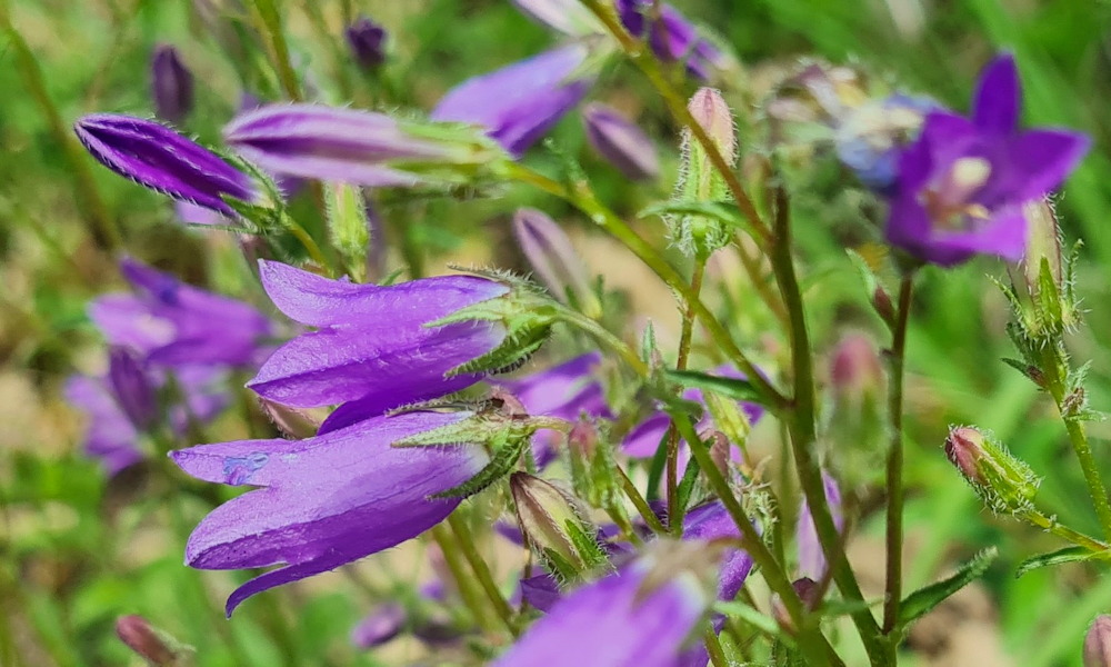 Pongyola harangvirág: a száraz talaj és hűvös idő gyönyörű növénye