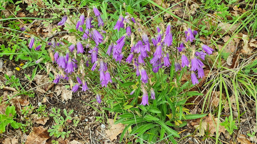 pongyola harangvirag 02