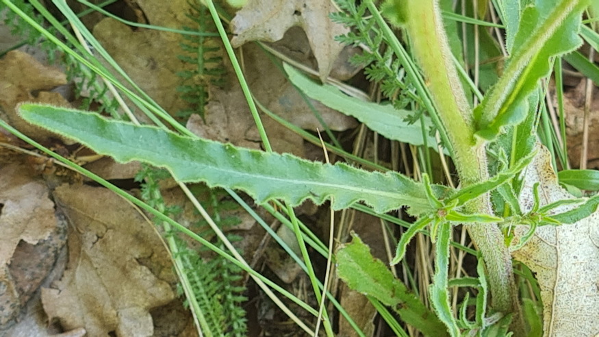 pongyola harangvirag 04