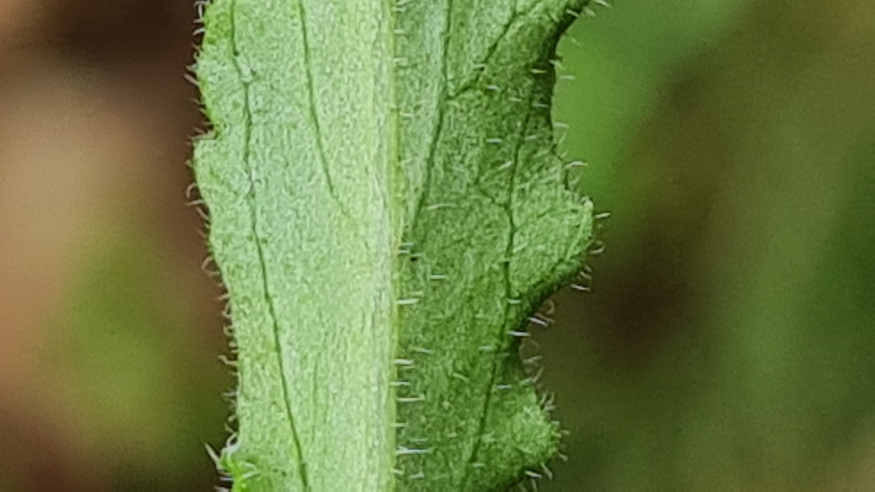 pongyola harangvirag 06