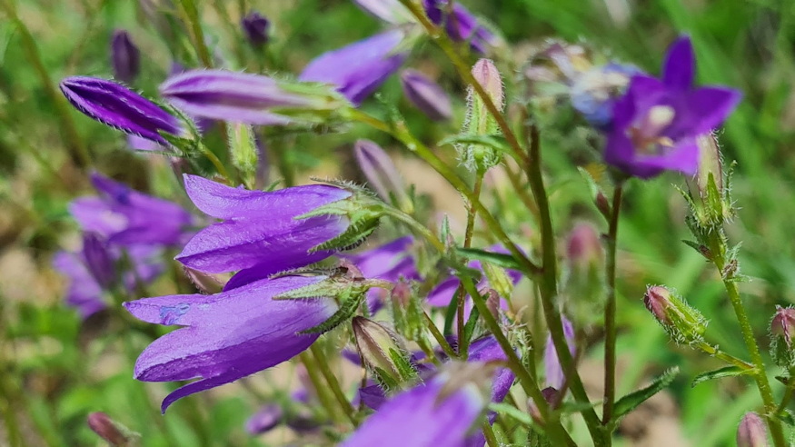 pongyola harangvirag 07