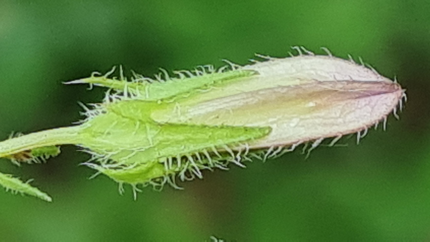 pongyola harangvirag 08