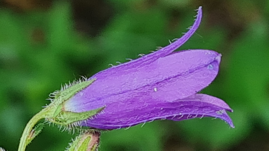 pongyola harangvirag 09