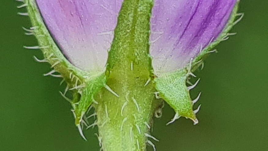 pongyola harangvirag 10