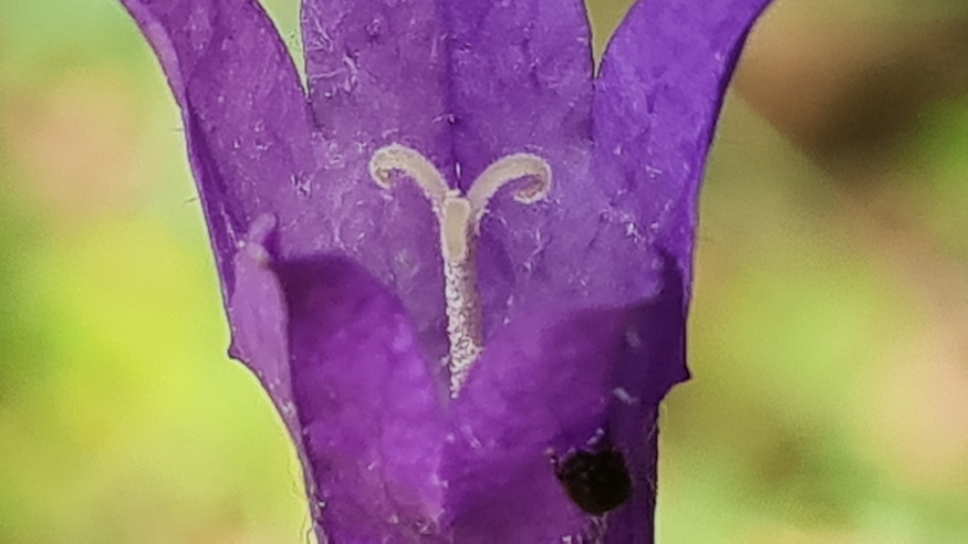 pongyola harangvirag 11