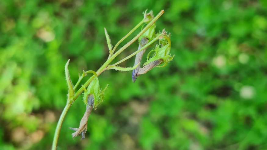 pongyola harangvirag 12