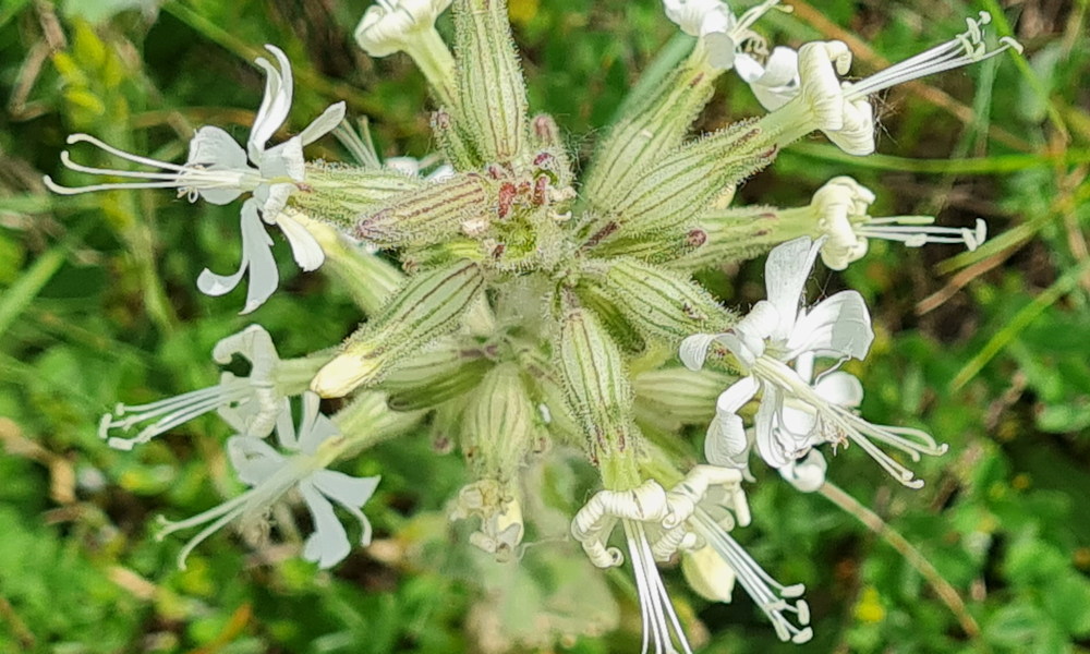 Ragadós mécsvirág, a szegfűből lett légypapír