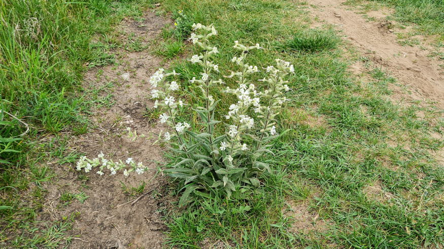 ragados mecsvirag 02