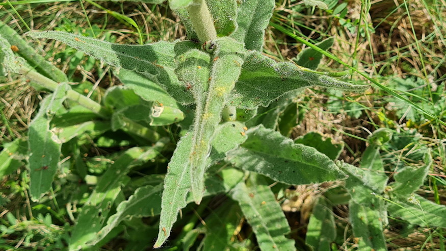 ragados mecsvirag 03