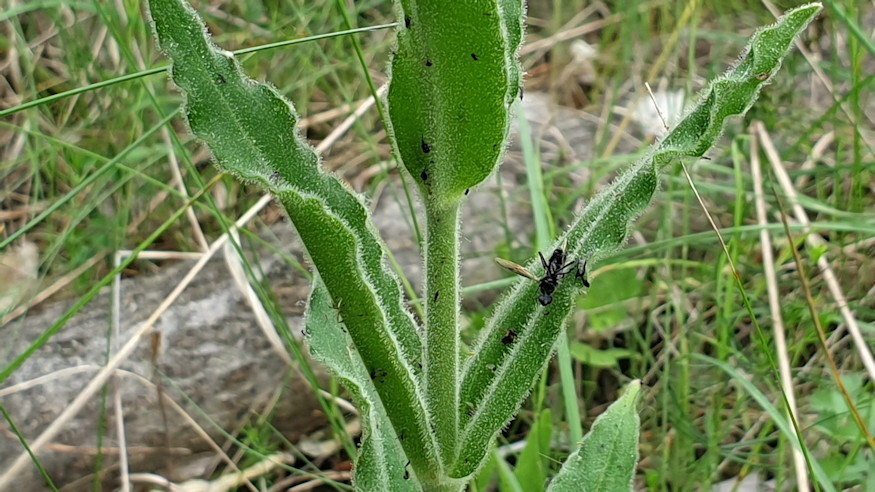 ragados mecsvirag 04