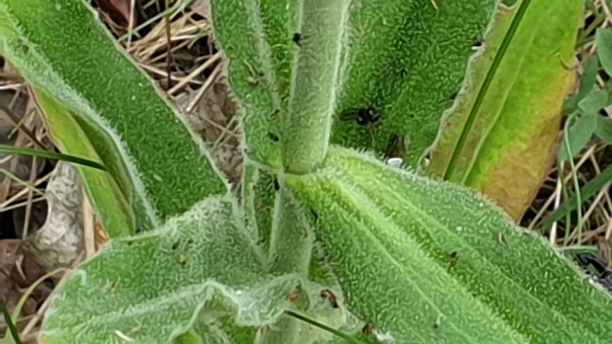 ragados mecsvirag 05