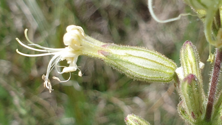 ragados mecsvirag 06