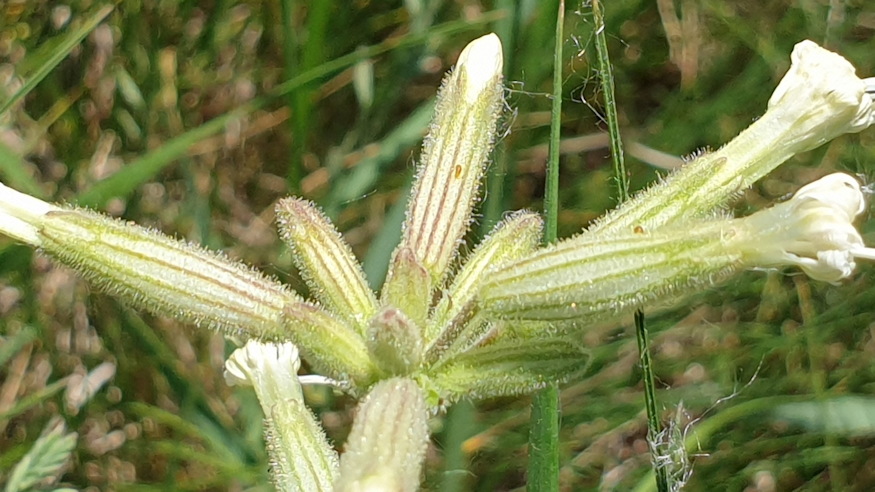 ragados mecsvirag 07