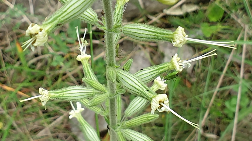 ragados mecsvirag 08