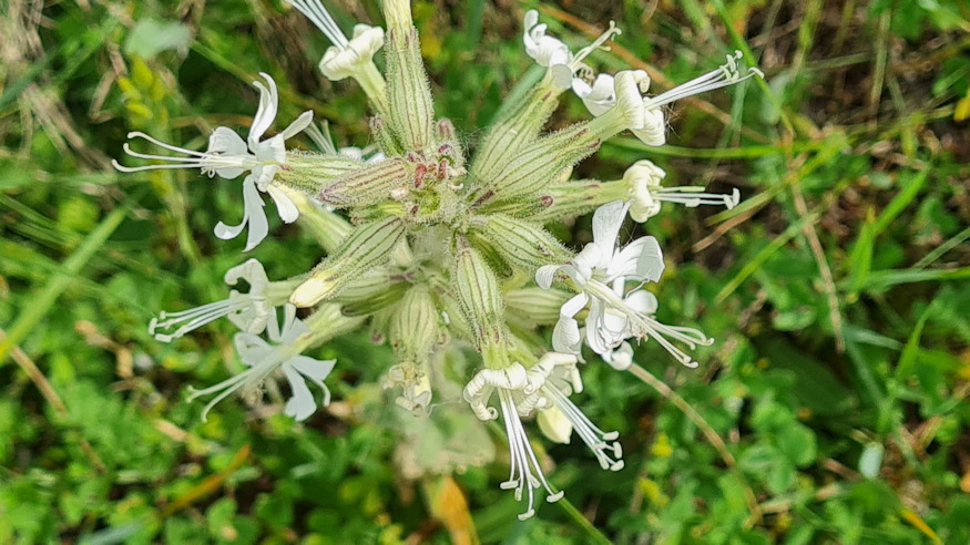 ragados mecsvirag 09