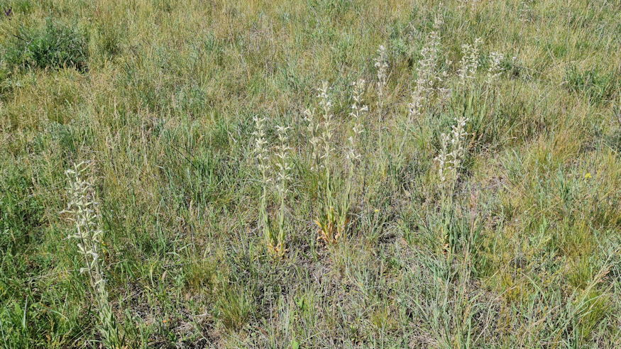 ragados mecsvirag 10