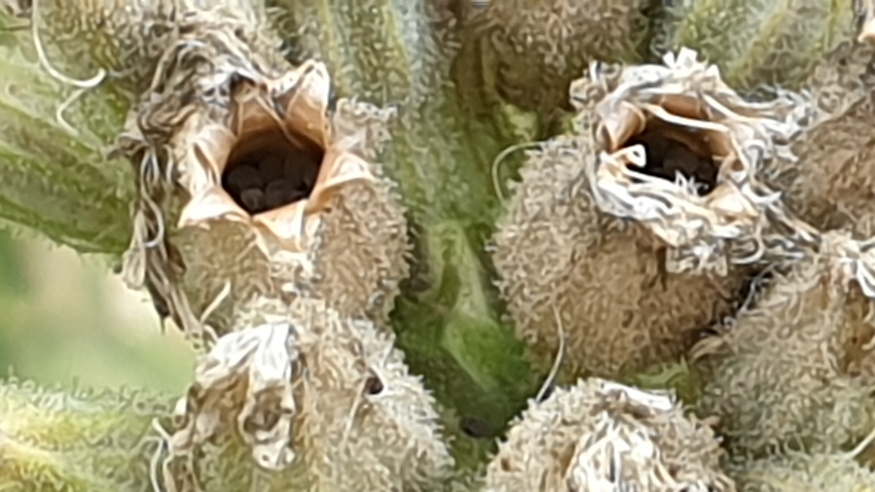 ragados mecsvirag 11