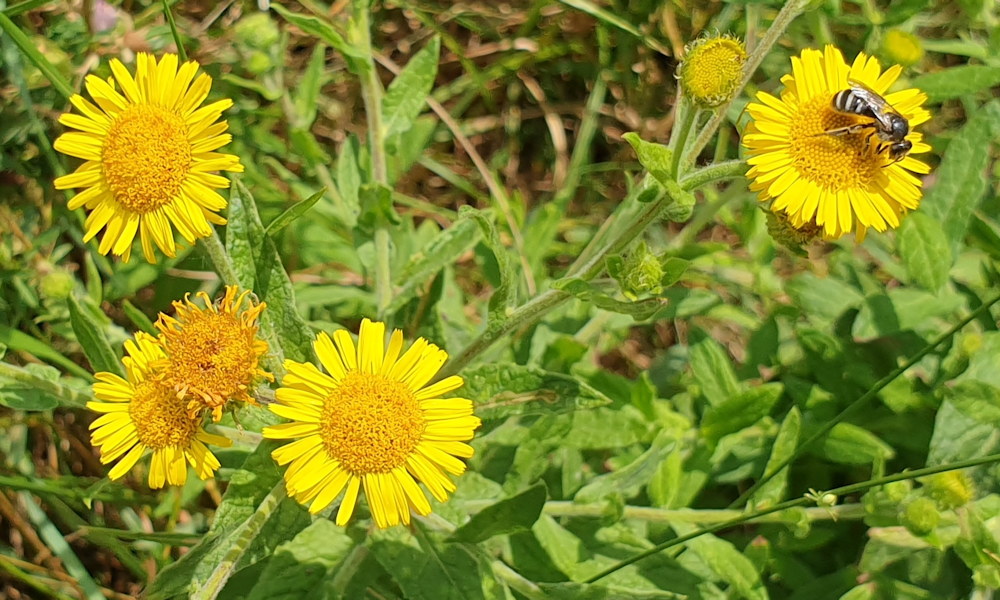 Réti bolhafű, a természetes rovarűző