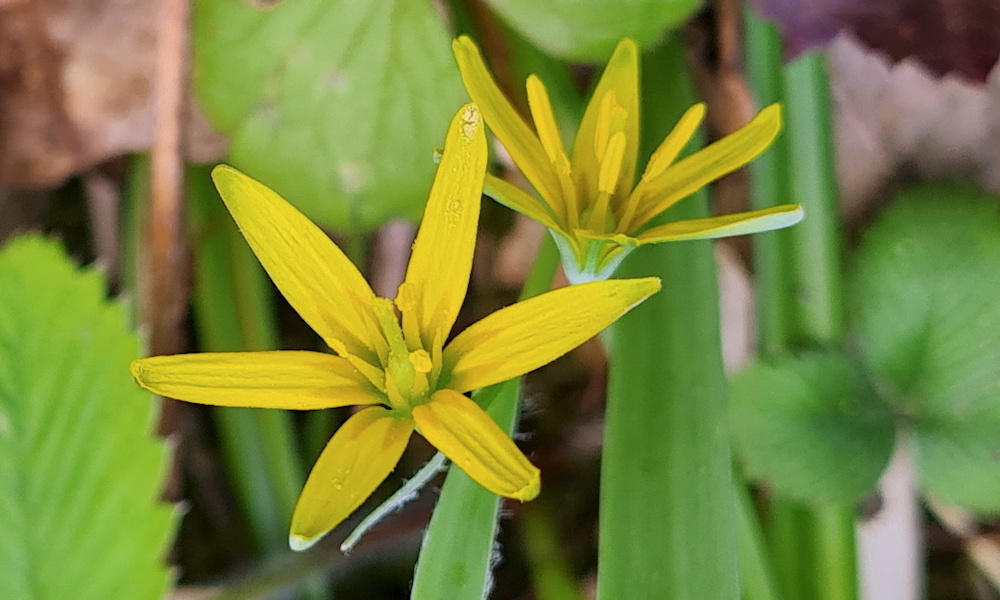 Sárga tyúktaréj: az egyik első sárga virág tavasszal
