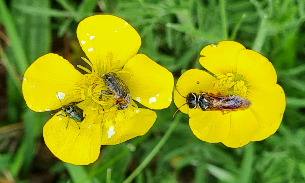 Selymes boglárka, a rovarok nagy kedvence
