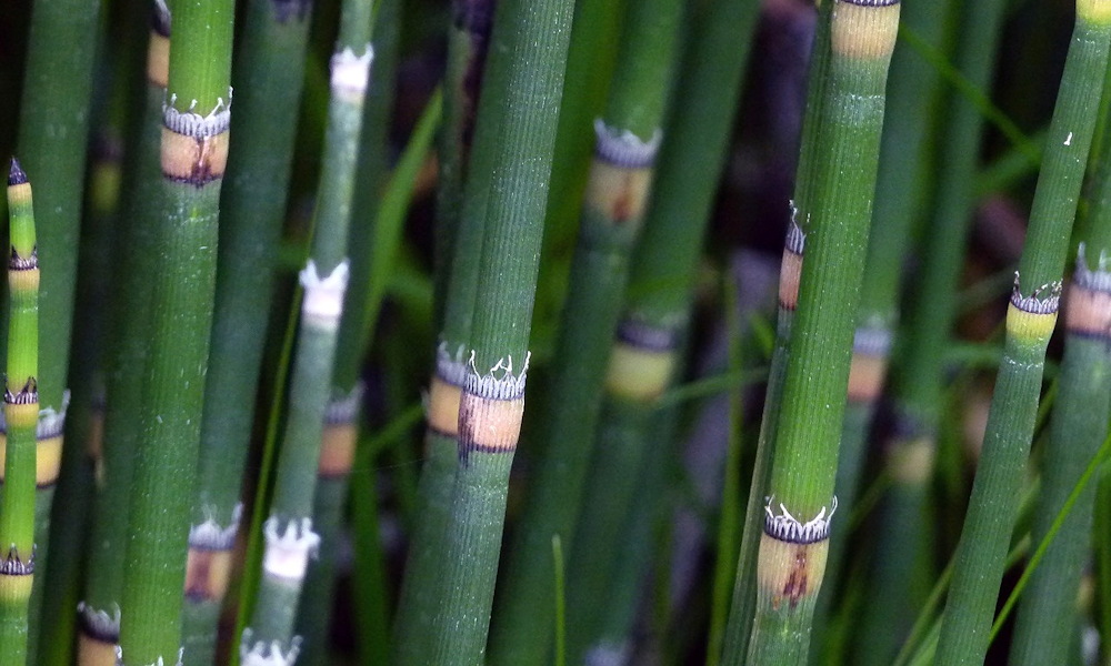 Téli zsurló – az ősidők élő emléke, ami nem ismer pihenőt