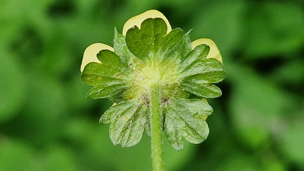 vadon termo diszeper 06