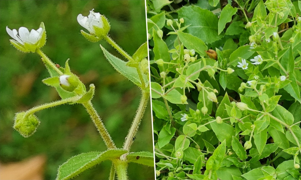Vízicsillaghúr: nedves helyek salátaként ehető szegfűje