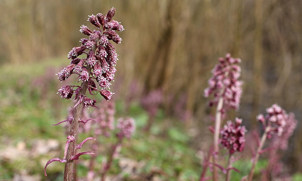 Vörös acsalapu – a növény, ami előbb nő, aztán kérdez