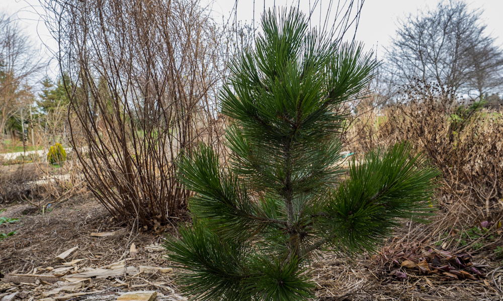 Balkáni páncélfenyő – a fa, ami túléli a szelet, a követ és az időt
