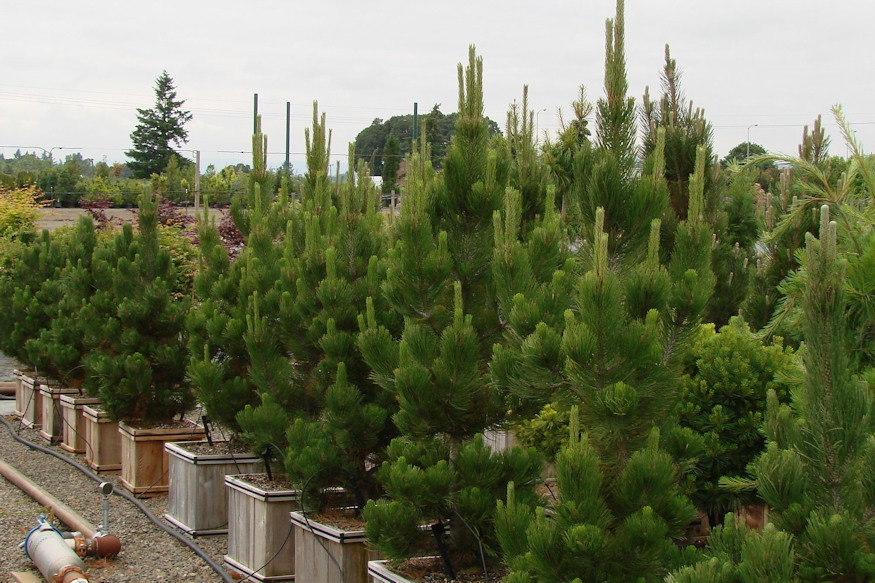 balkani pancelfenyo 02