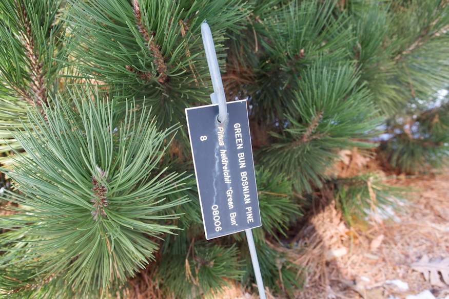 balkani pancelfenyo 03