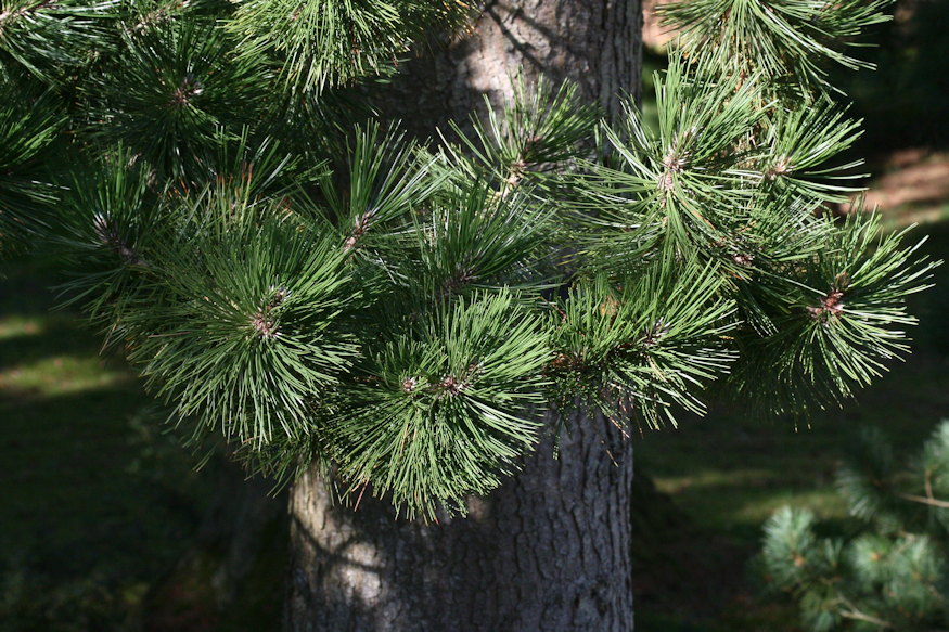 balkani pancelfenyo 04