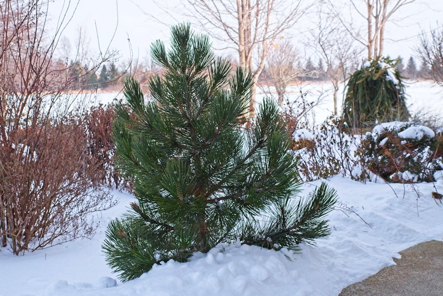 balkani pancelfenyo 05