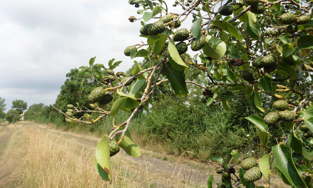 Három éger, egy kert – melyik éger illik hozzád igazán?