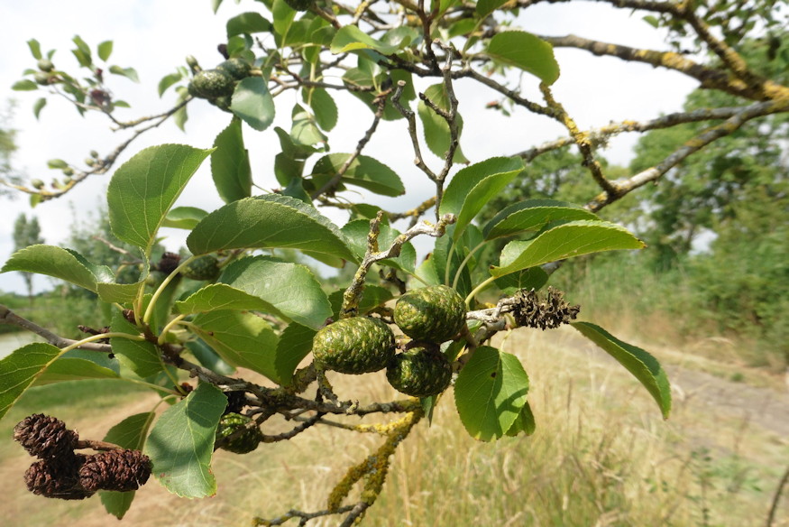 harom eger egy kert 02