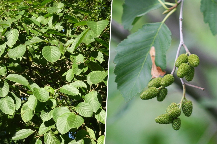 harom eger egy kert 03