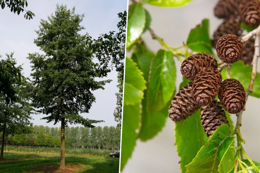 harom eger egy kert 04