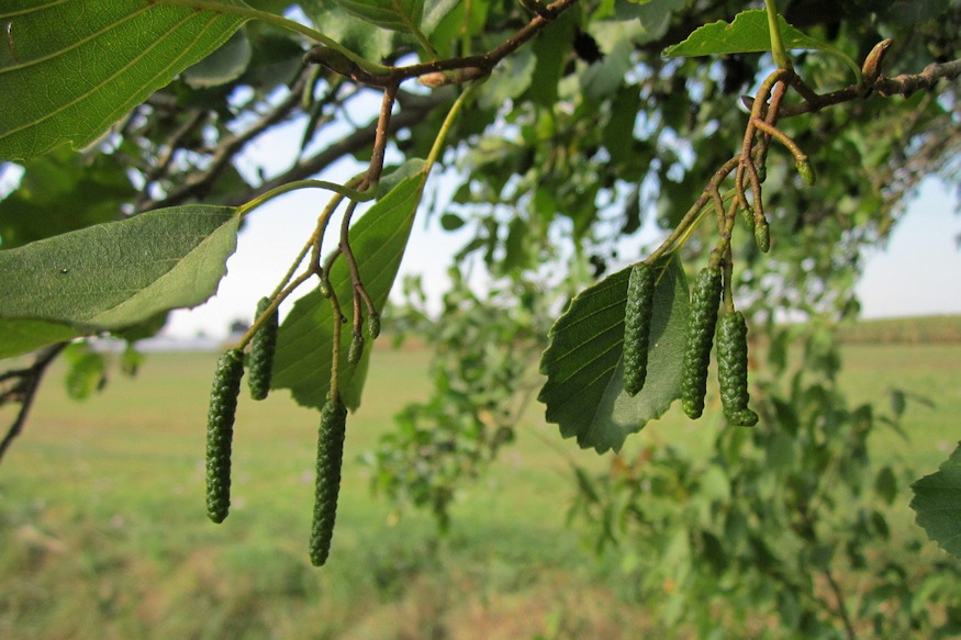 harom eger egy kert 06