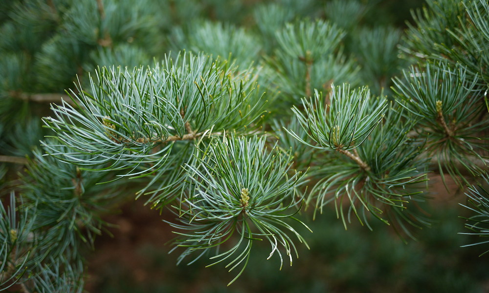 Japán fehérfenyő – amikor a lassúság erény