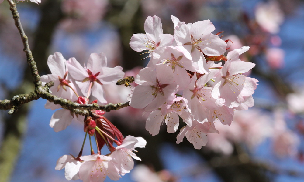 Szahalini cseresznye – a fa, amelyik tavasszal előbb virágzik, mint ahogy észbe kapnánk