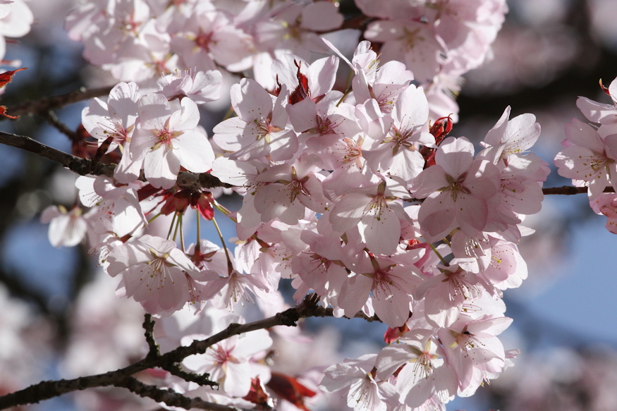 szahalini cseresznye 02