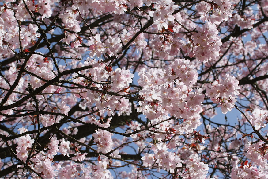 szahalini cseresznye 03