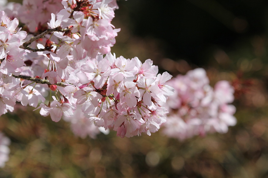 szahalini cseresznye 04