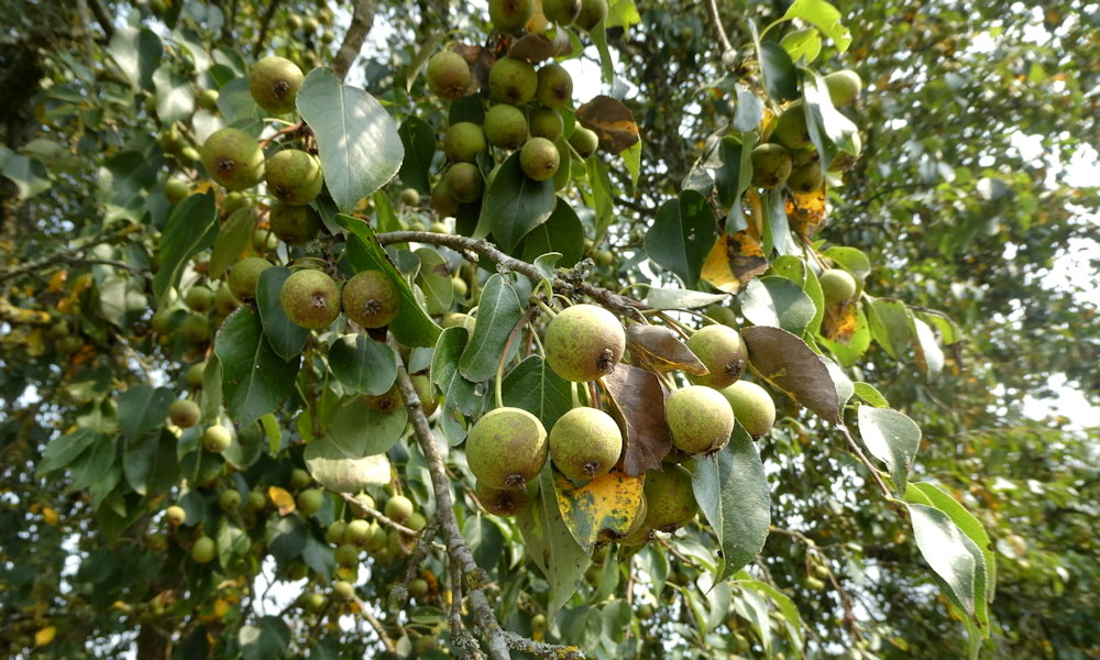 Vadkörte – a fa, amelyik nem akar tetszeni, mégis tiszteletet parancsol