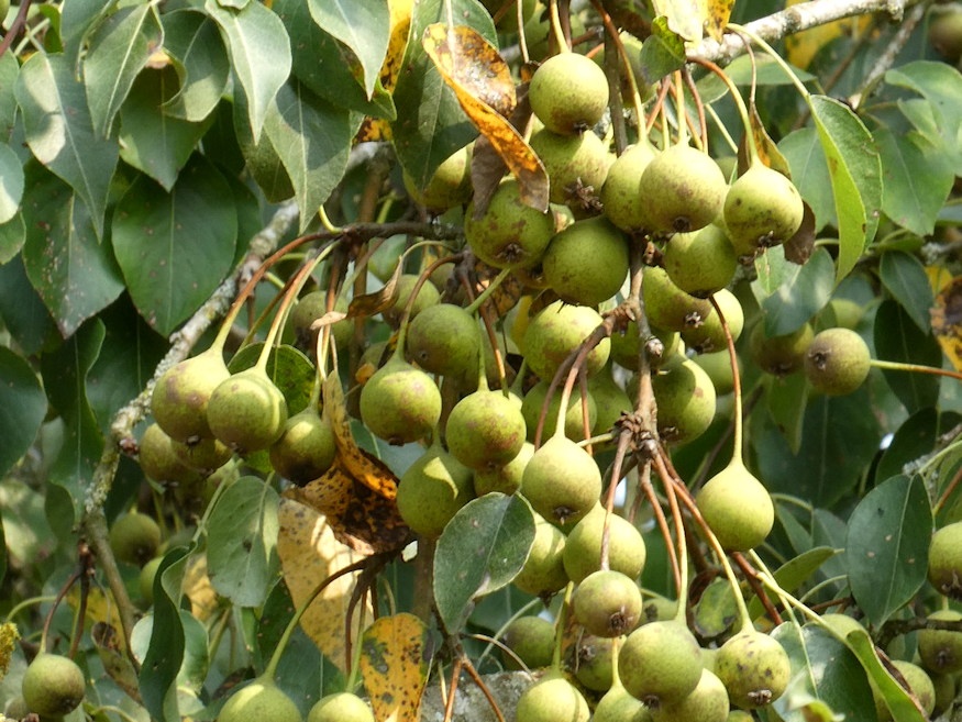 vadkorte tiszteletet parancsol 02